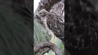 Hawk Talk: Baby vs. Adult Red-Shouldered Hawk Calls