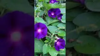 Let your life shine like Morning Glory || Joy&Tanni