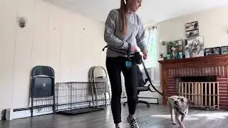 Benny- how to hold the leash for loose leash walking  