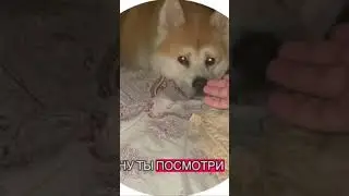 Шалит малой #прикол #чилл #юмор #пранк #твичстрим #твич #twitch