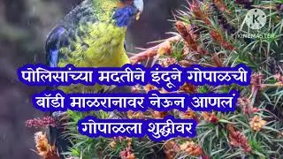 पोलिसांच्या मदतीने इंदूची धाडसी चाल 🚔🔥 गोपाळ शुद्धीवरindrayani today episode