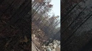 Tantallon fire aftermath. Westwood Upper Tantallon Wildfire. #tantallon #forrestfire #novascotia