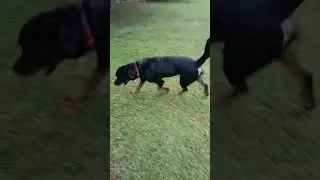 Rottie Noises #rottweiler