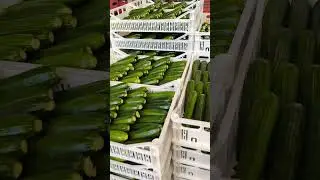 zucchine agro pontino