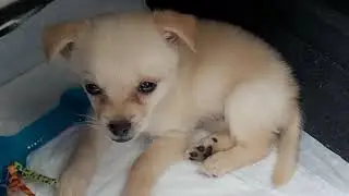 Kuwait, Kuwait city, Hospital in Kuwait, Veterinary hospital in Kuwait, pets shop in Kuwait