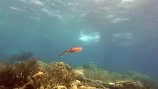 VIP Diving  |  COUCH DIVING - La Dania's Leap to Karpata