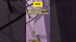 Right Time for Cutting and Propagation of Champa#