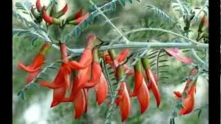 Lessertia frutescens: Grow Rare Unusual Plants From Seed