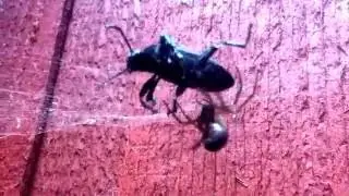 Widow Spider Vs. HUGE Beetle 3x it's size! (False Widow)
