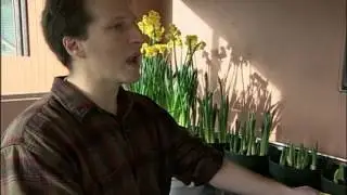 Growing Fragrant Plants (Narcissus & Sweet Peas)