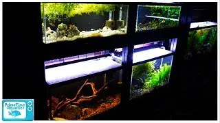 29 Gallon Aquarium Pros and Cons: Should You Buy a 29 Gallon Fish Tank?