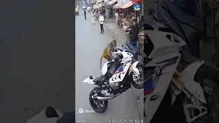 Monkey Rides a Bike Like a Pro #shorts #monkey #MonkeyRidingBike