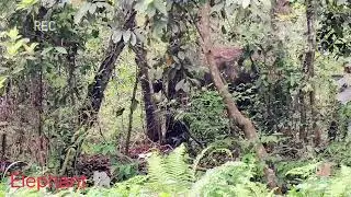 Garumara forest
