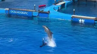 Dolphin show oceanografic Valencia 25/03/23