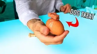 How To Do An EASTER EGG HUNT With YOUR DOG!