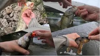 Fall Fishing on the Fox River with a Squarebill