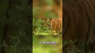 Discover the Majestic Tiger