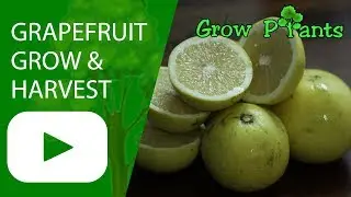 Grapefruit tree - grow, care & harvest fruits
