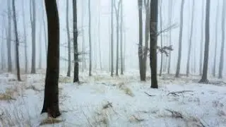 Sleeping Winter Forest - Stories from Forests and Meadows (16)