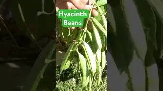 Harvesting Hyacinth Beans: Late Summer to Fall Garden Bounty! #homegarden #garden #vegetablegarden