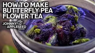 How to Make Butterfly Pea Flower Tea | Stunningly Beautiful Blue Tea!