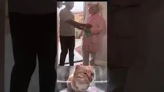 начали жить вместе #shorts #мем #жиза #котики