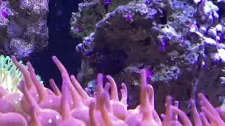 Biota captive bred blue mandarin goby