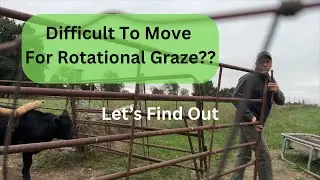 How Easy Is Rotational Grazing? Moving Cattle Stress Free.