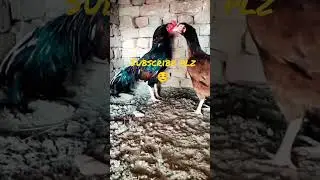 mianwali amroha pair|beautiful aseel pair|amroha aseel