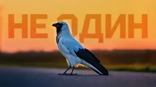 SOLACE EMBRACE - НЕ ОДИН (LYRIC VIDEO)