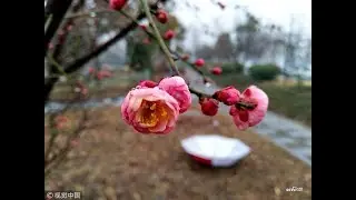 Spring is coming | CCTV English