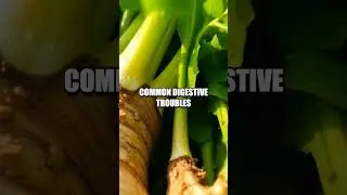 Harnessing the Benefits of Chicory Root for Digestive Health