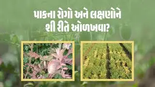 પાકના રોગો અને લક્ષણોને શી રીતે ઓળખવા? | agribond | crop protection