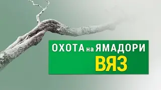 ОХOТА на ЯМАДОРИ. ВЯЗ. Часть 1 | Yamadori hunting. Elm spp. Part 1