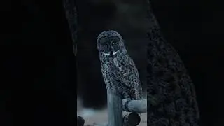 Why Owls Are Silent Predator| Owls are Natural Stealth| #didyouknow #owl #owls