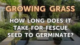 How Long Does it Take for Fescue Seed to Germinate?