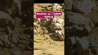 #Dhamaka💥🌀 Discovery💫#mountain💯🔥 fighting short #eagle #wildlife