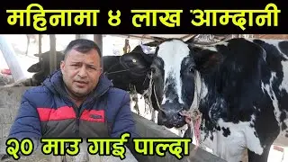 महिनामा ४ लाखको दुध बेच्ने किसान ! २ लाख गाईलाई २ लाख किसानलाई, जम्मा २० माउ गाई पाल्दा||kiranpaudel