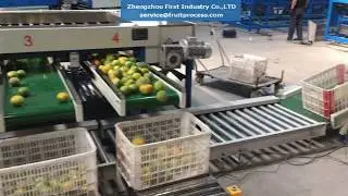 fruit sorting weighing packing line, fruit packing line
