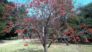 Erythrina