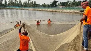 Vannemei Shrimp Shifting from Nursery to Growout Pond