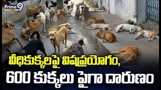 వీధికుక్కలపై విషప్రయోగం, 600 కుక్కలు పైగా దారుణం | | Kamareddy Dogs Video | prime9 News