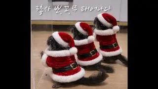 아기 친칠라 뽀.꼬.뚜 3총사 태어나다!!
