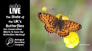 The State of the UK's Butterflies