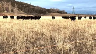 Herd Quitter® Minute - 3 Ways to Cut Expense and Increase Profit
