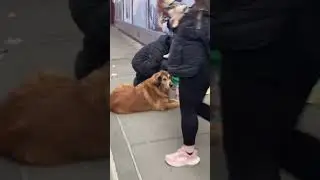 HOMELESSNESS AWARENESS & DOG 🐕 #newyork #usa #travel #homelessness