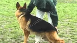 Almankurdum.net - Alman Kurdu Eğitimi