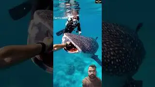 #trending #fish #facts #shark #facts #fish #🐬🐬🐬😱🐋🦈