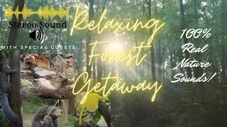 1 Hour Stunning Hypnotic STEREO nature sounds Forest Relaxation with real- funny Animal Visits