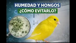 HUMEDAD Y HONGOS  ¿ COMO EVITARLO ?